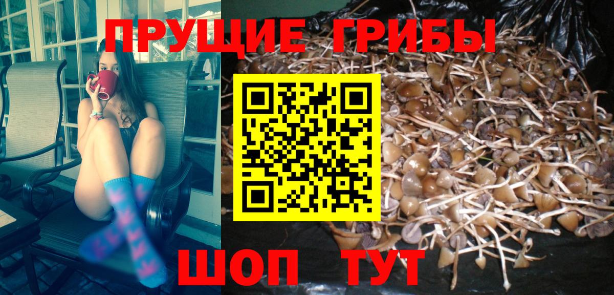 где найти наркотики  Вятские Поляны  Псилоцибиновые грибы Psilocybe  Галлюциногенные грибы мухоморы 