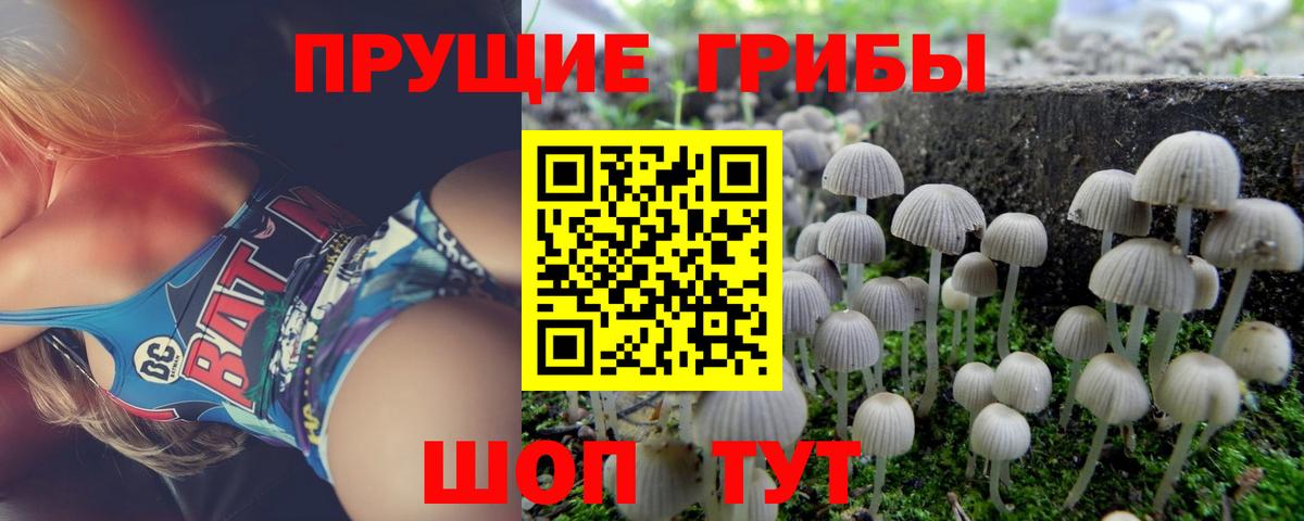 купить наркотики цена  Вход с VPN  Вятские Поляны  Псилоцибиновые грибы Psilocybe 